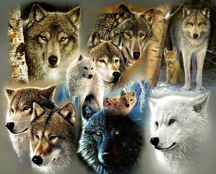 Wolf Montage